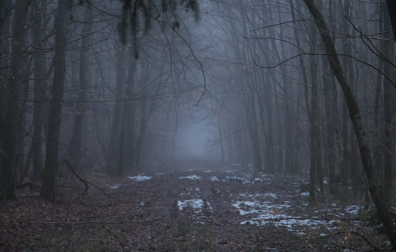 Photo wallpaper forest, trees, nature, fog, Germany, Germany, Germany, Rhineland-Palatinate