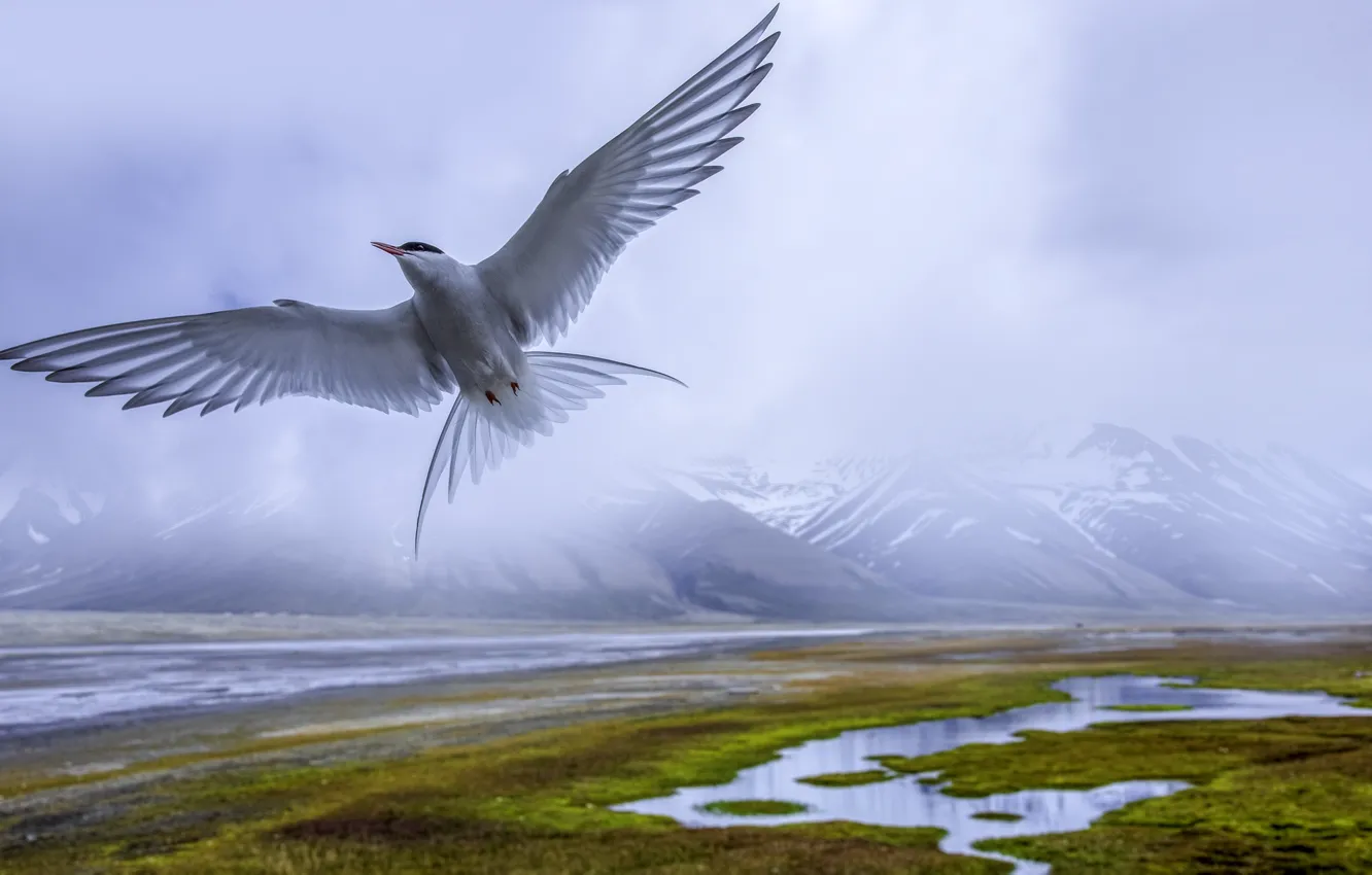 Photo wallpaper flight, landscape, mountains, nature, fog, bird, Arctic, Tern