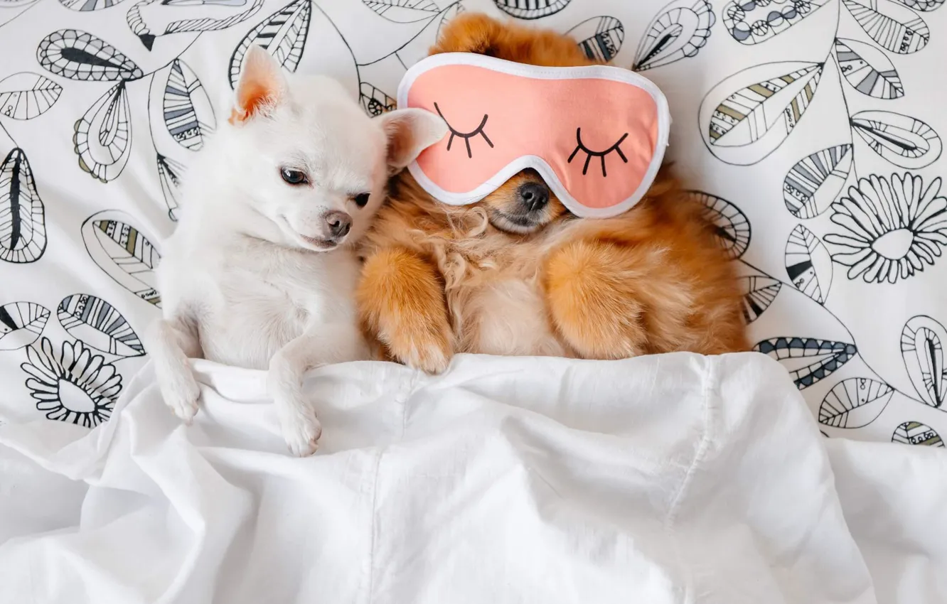 Photo wallpaper bed, dog, mask, sleeping, blanket, dog