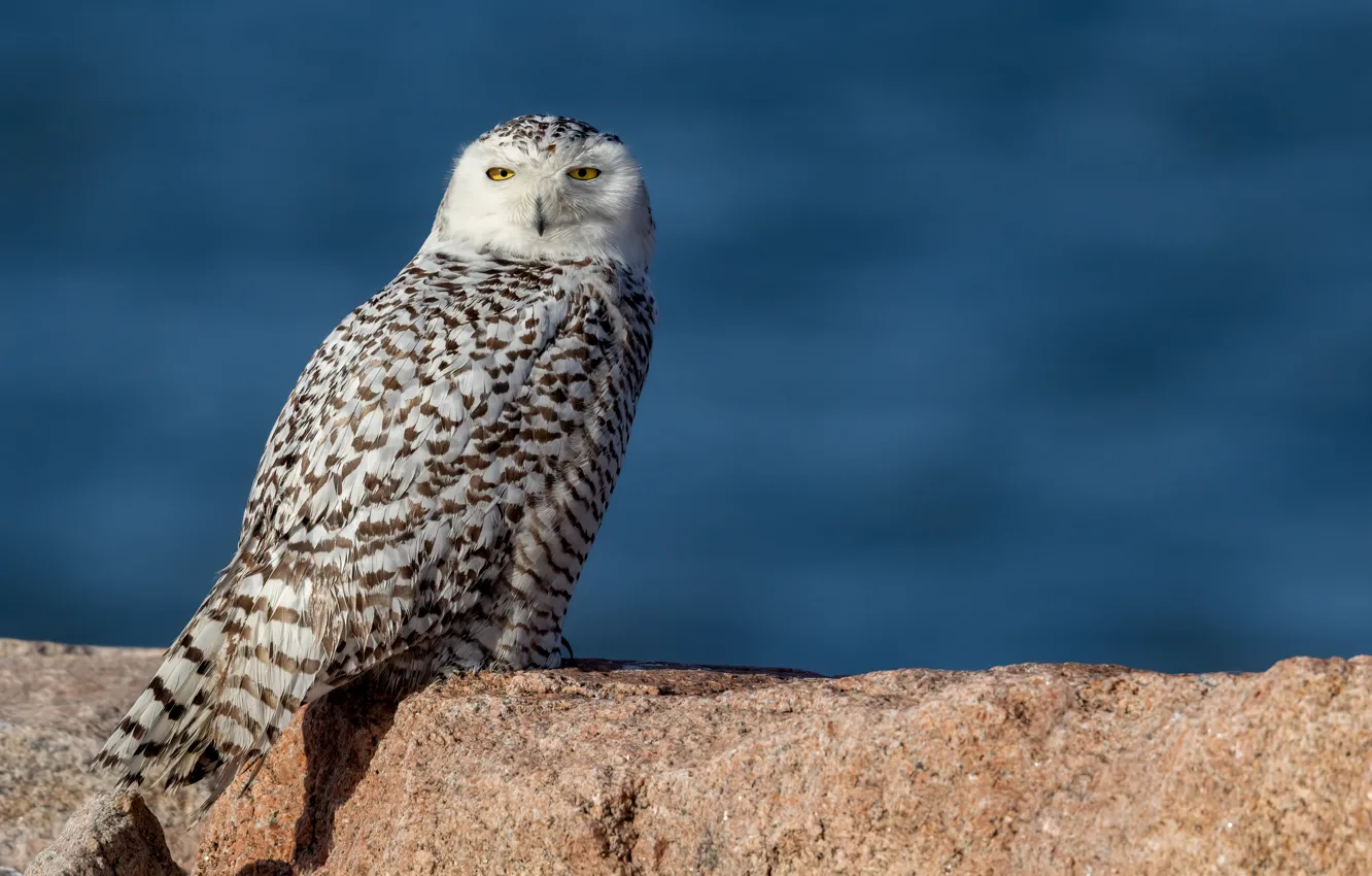 Photo wallpaper stones, owl, bird, blue background, polar