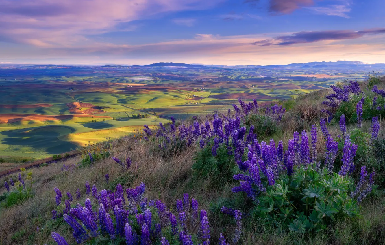 Photo wallpaper field, flowers, hills, view, village, meadow, lilac, lupins