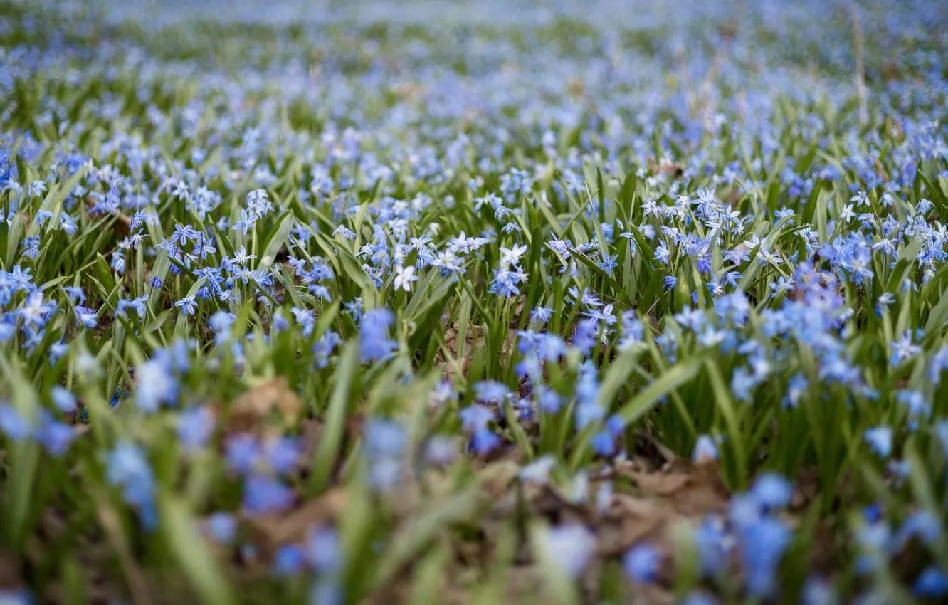 Photo wallpaper flowers, spring, meadow flowers