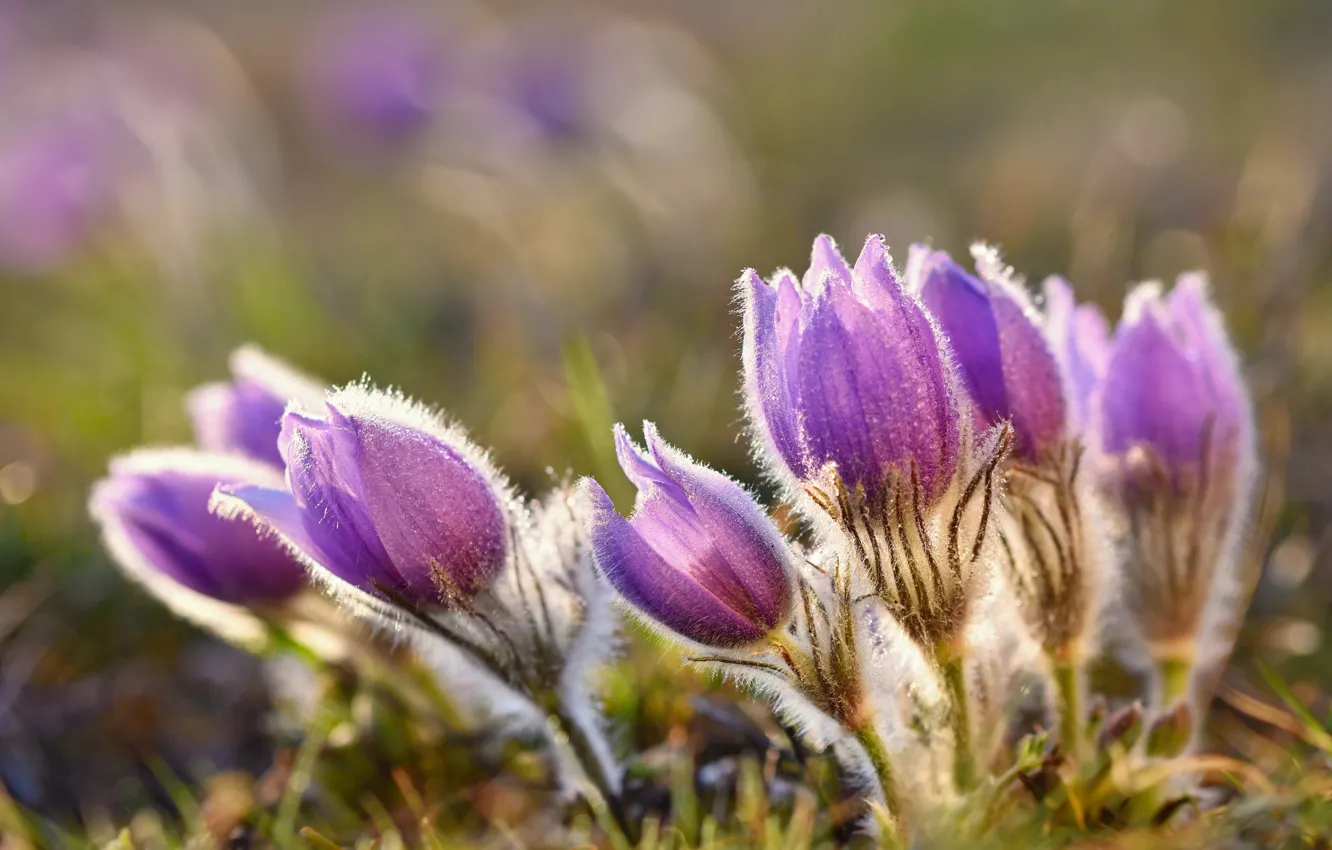 Photo wallpaper drops, flowers, spring, lilac, cross