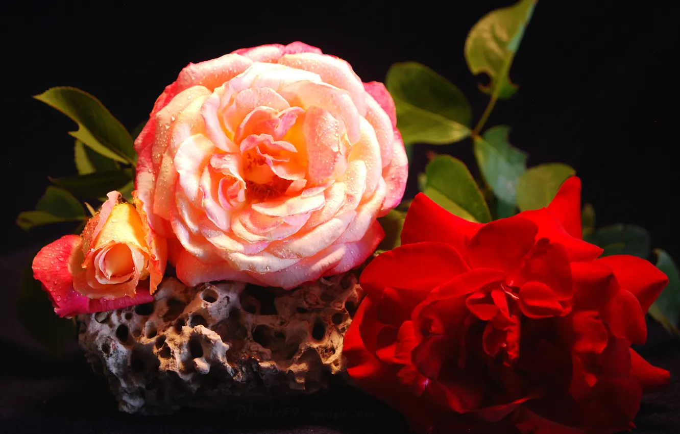 Photo wallpaper water, drops, macro, flowers, roses, bouquet, petals