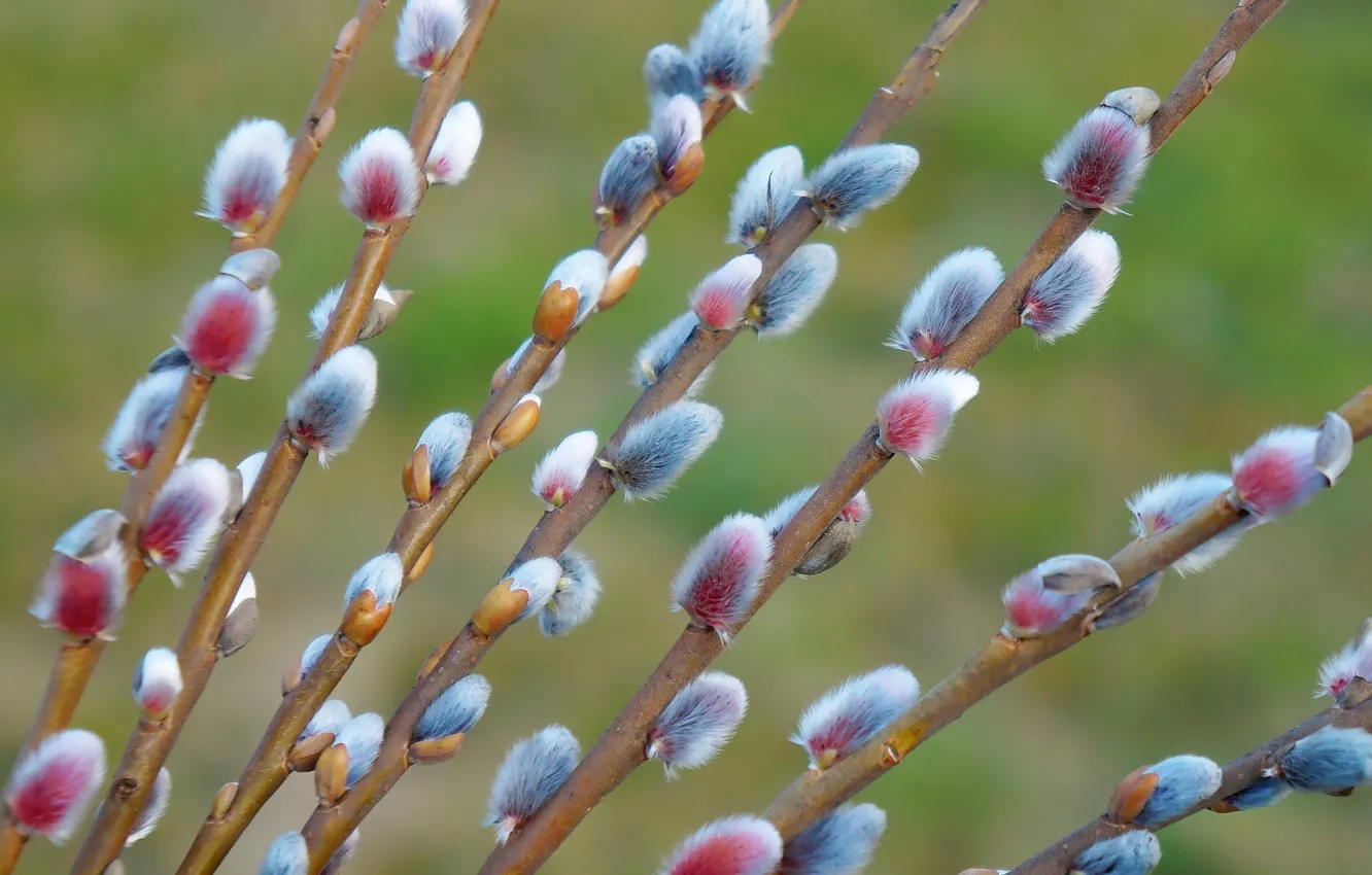 Photo wallpaper spring, willow, twig