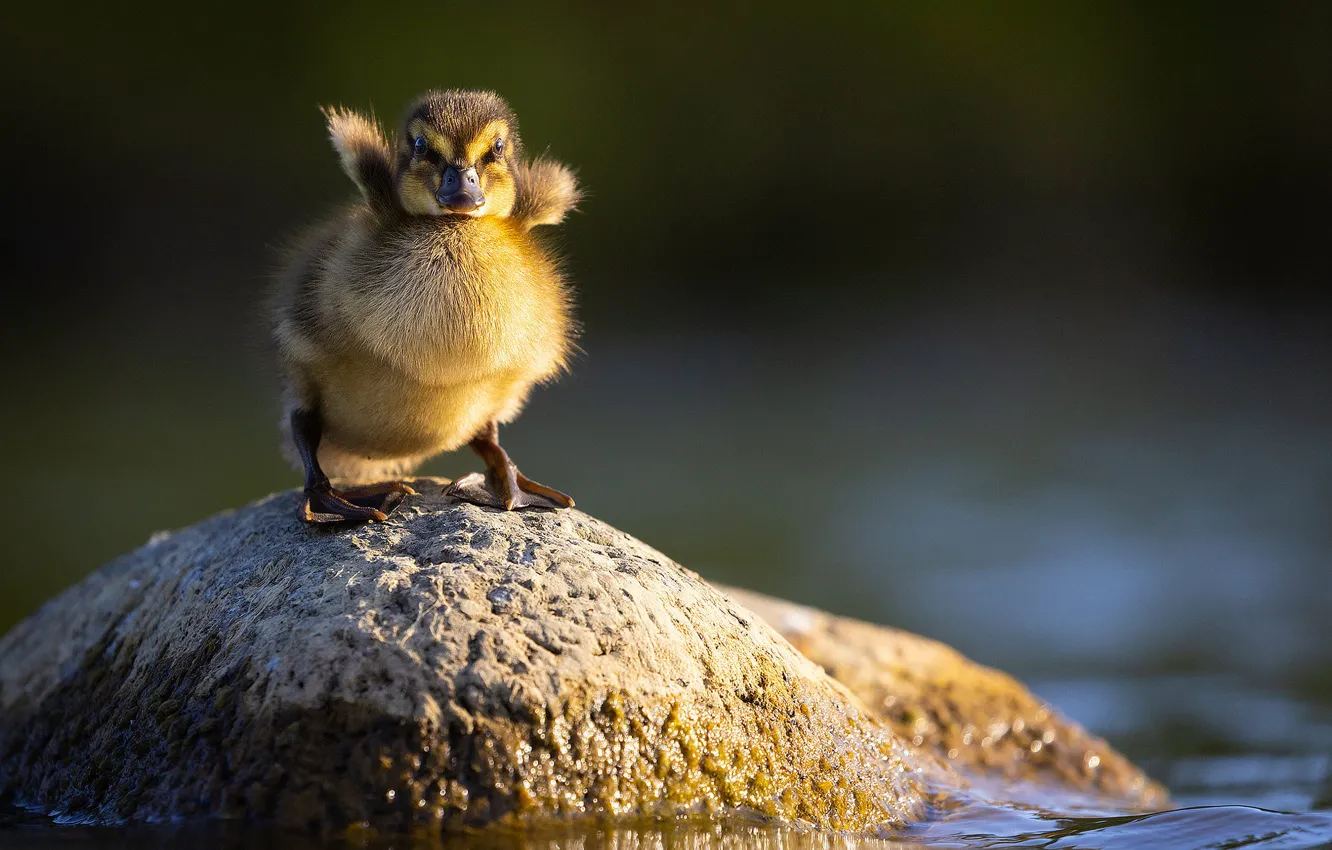 Photo wallpaper water, light, stones, duck, baby, wings, duck, Chicks