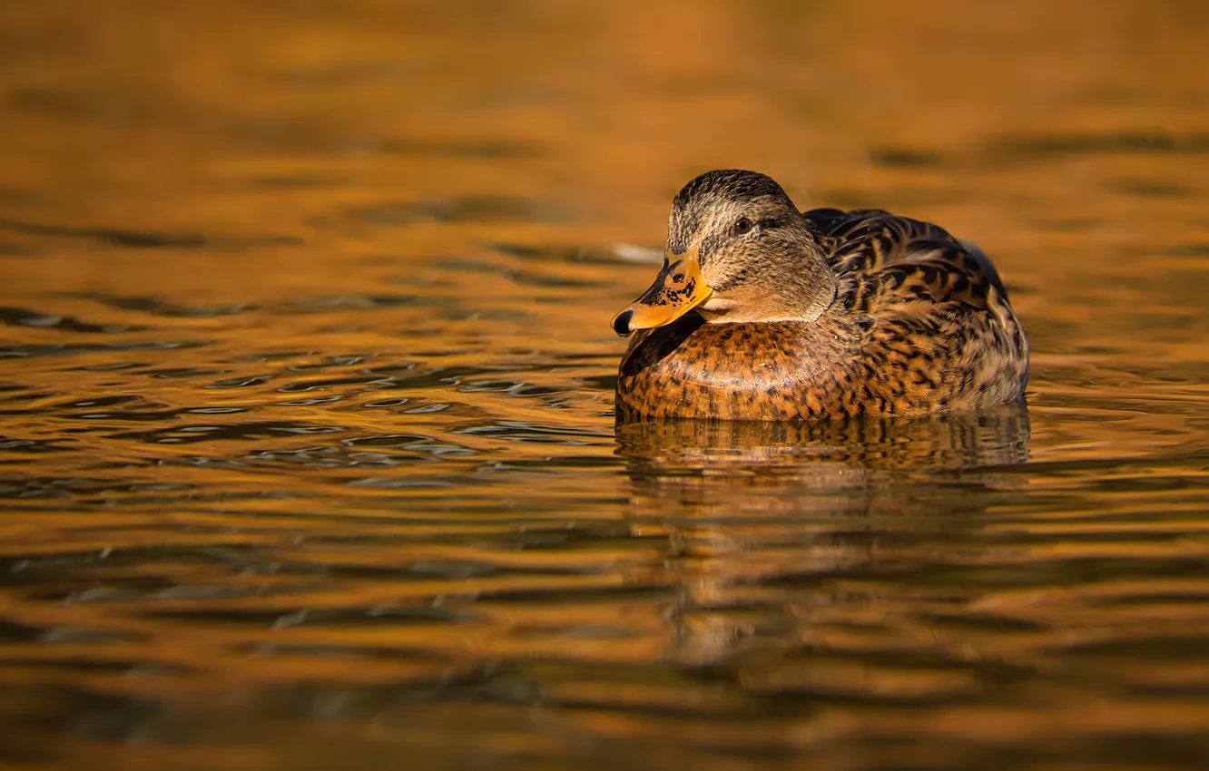 Photo wallpaper water, duck, pond, swimming