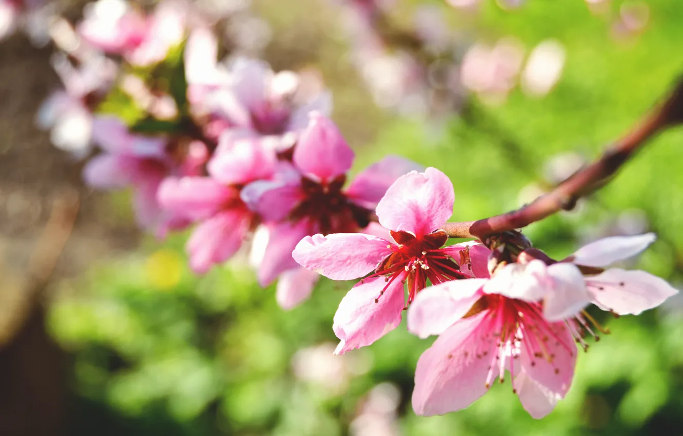 Photo wallpaper macro, flowers, nature, branch, spring, petals, flowering, peach tree