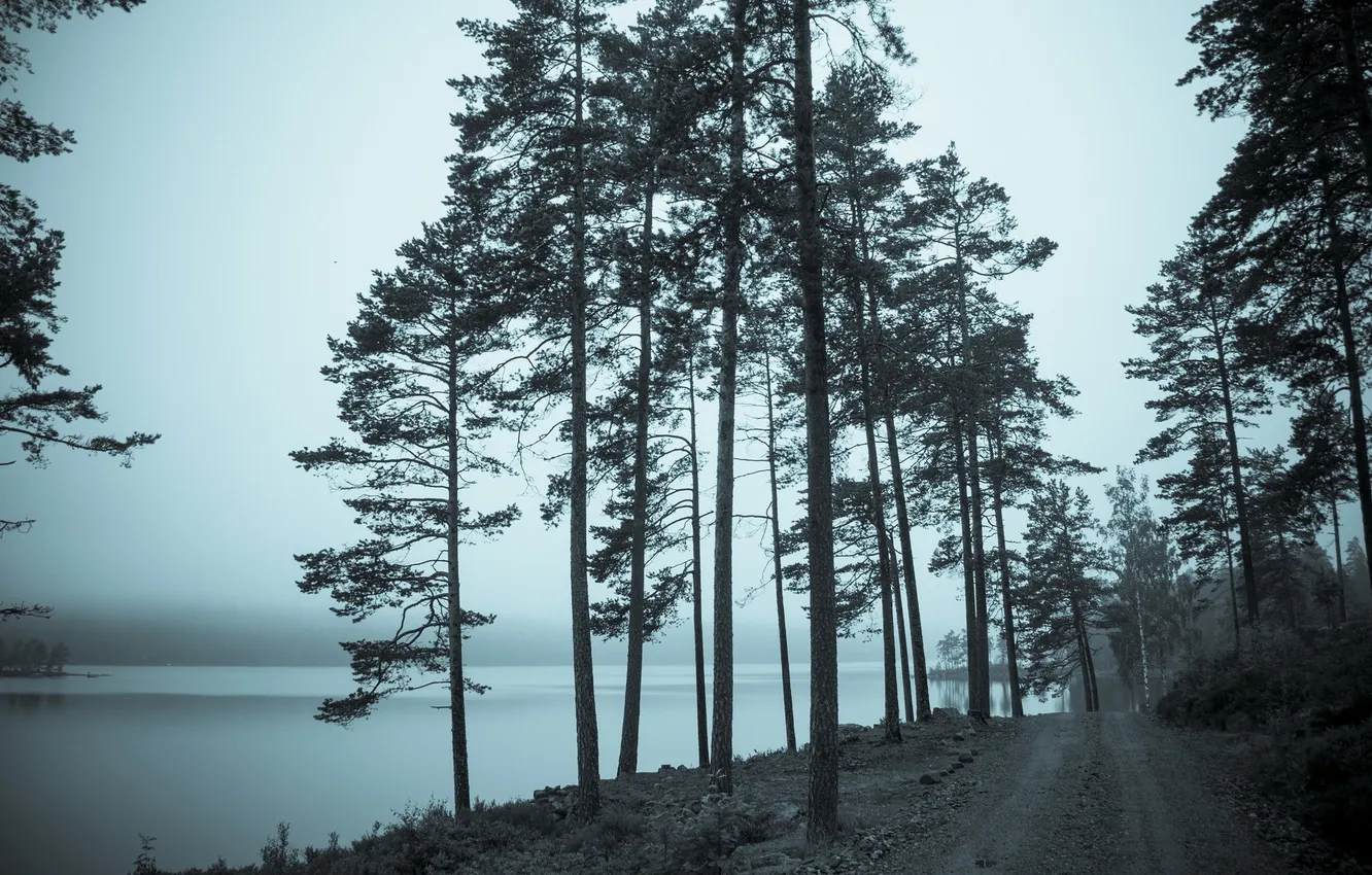 Photo wallpaper road, trees, landscape, river