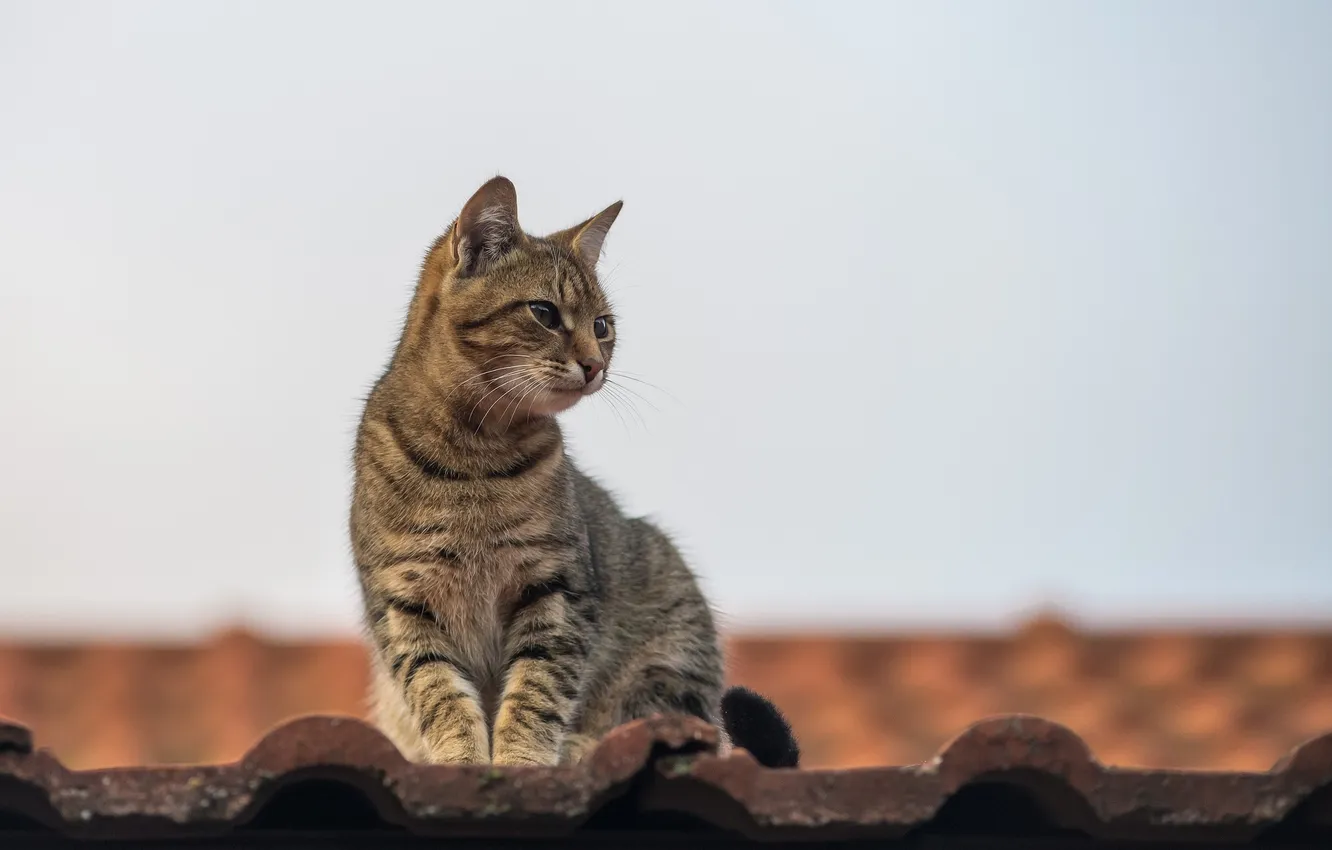 Photo wallpaper roof, cat, mustache, look