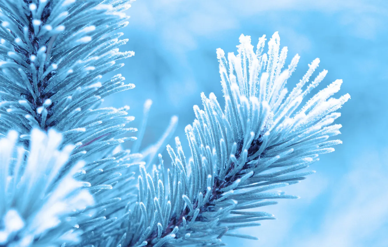 Photo wallpaper cold, winter, macro, snow, trees, photo, tree, spruce
