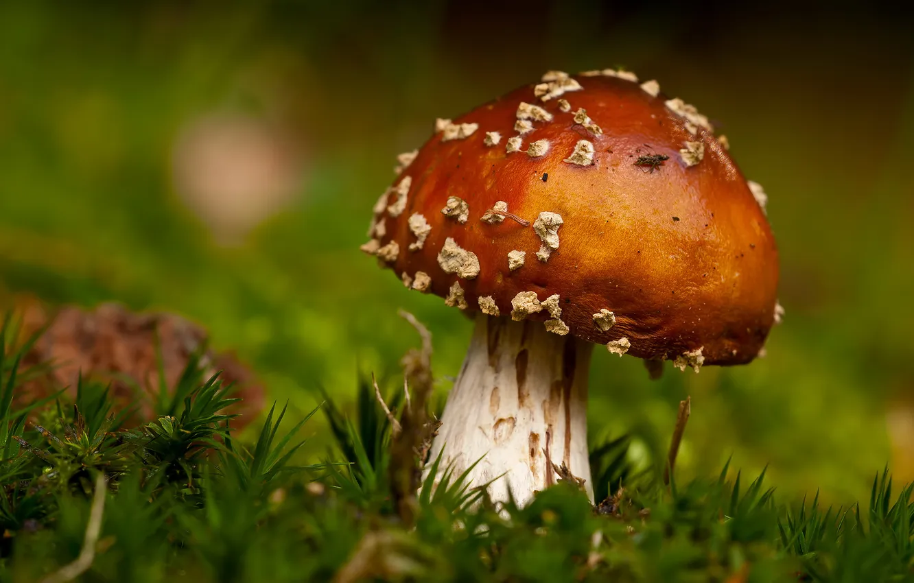 Photo wallpaper macro, mushrooms, moss, focus, mushroom, bokeh