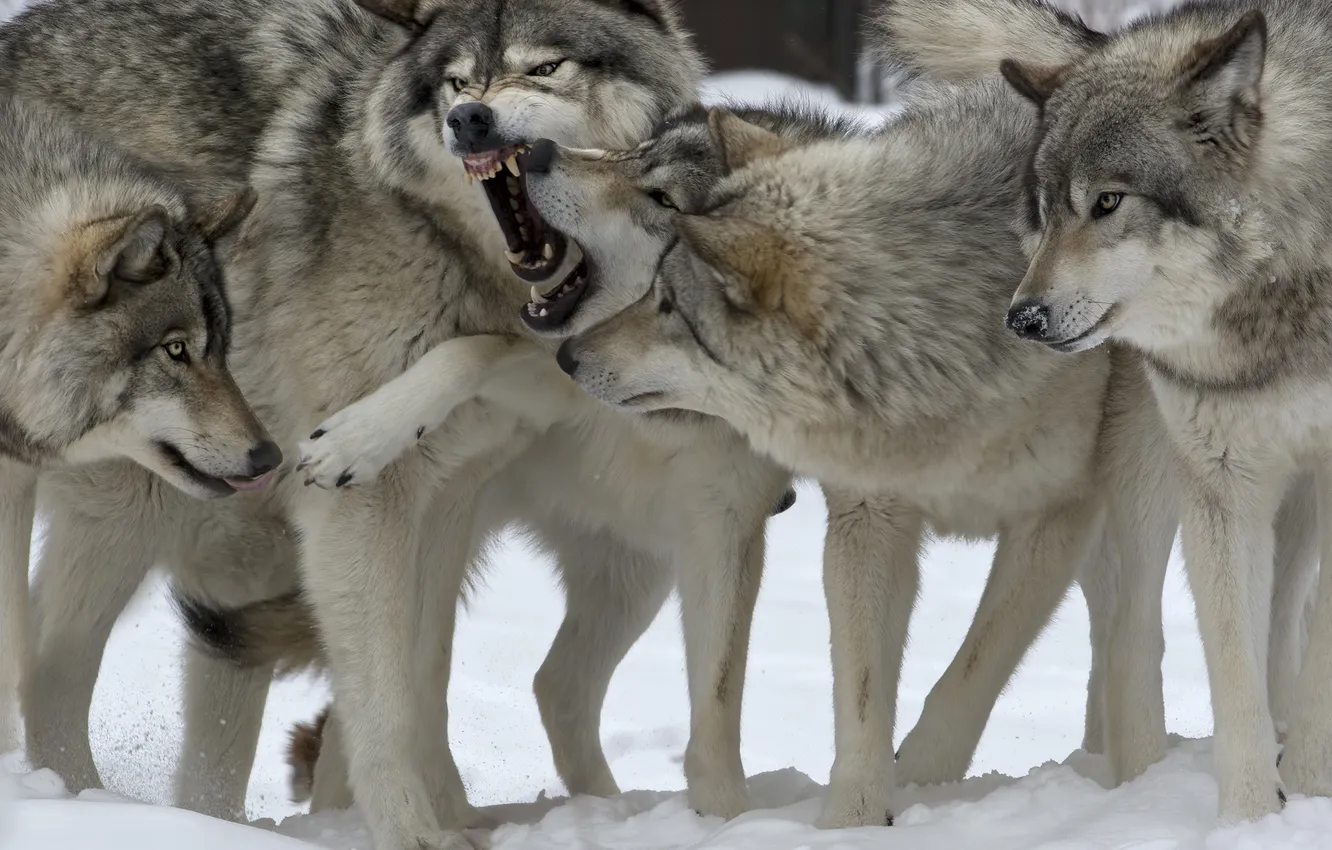 Photo wallpaper snow, nature, animal, the game, wolf, mouth, growl