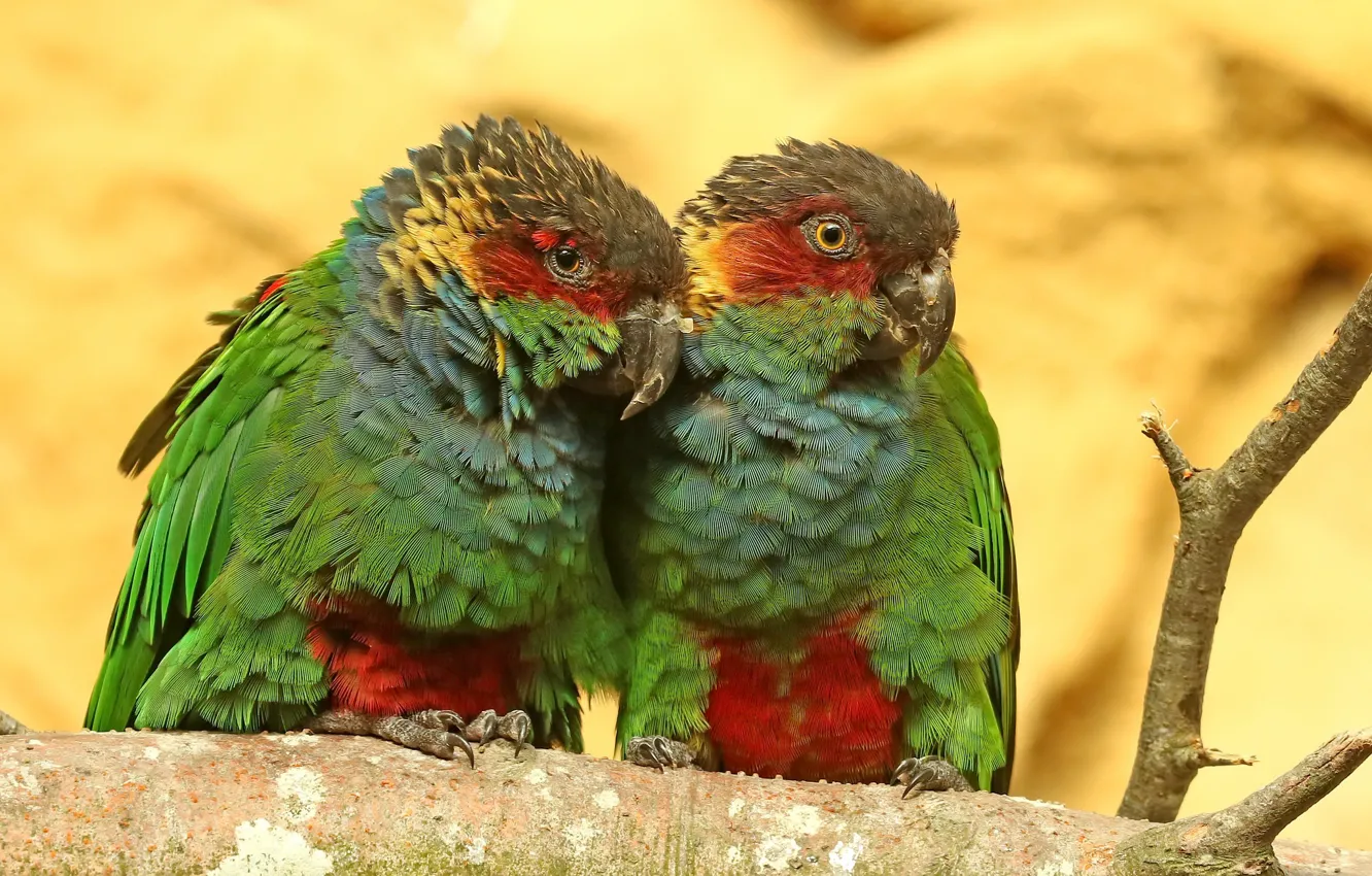 Photo wallpaper bird, Pyrrhura cruentata, Blue-throated Conure