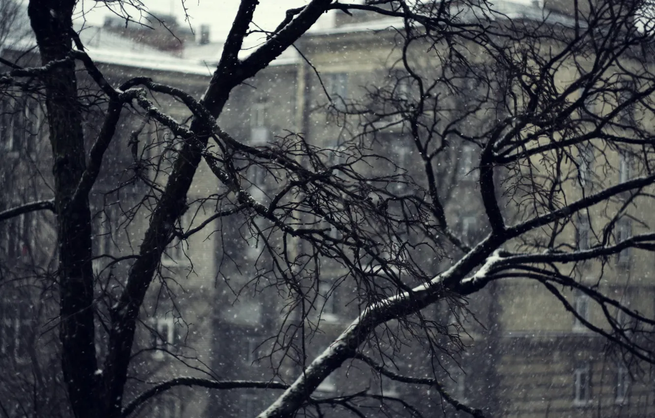 Photo wallpaper snow, branches, mediocrity, home, Tree