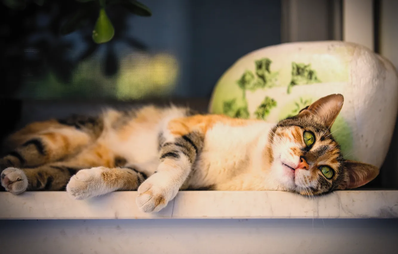 Photo wallpaper spotted, cat, lies, window, sill