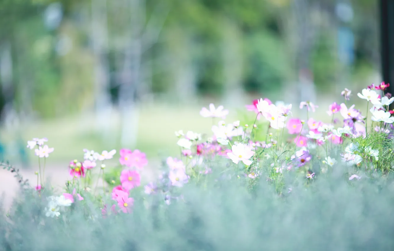 Photo wallpaper light, glade, spring, blur, pink, white, kosmeya