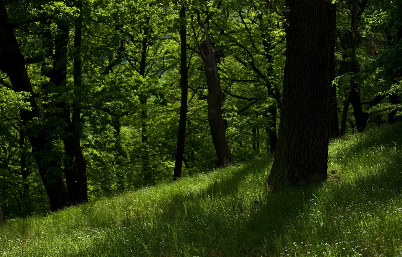 Photo wallpaper greens, forest, trees, nature