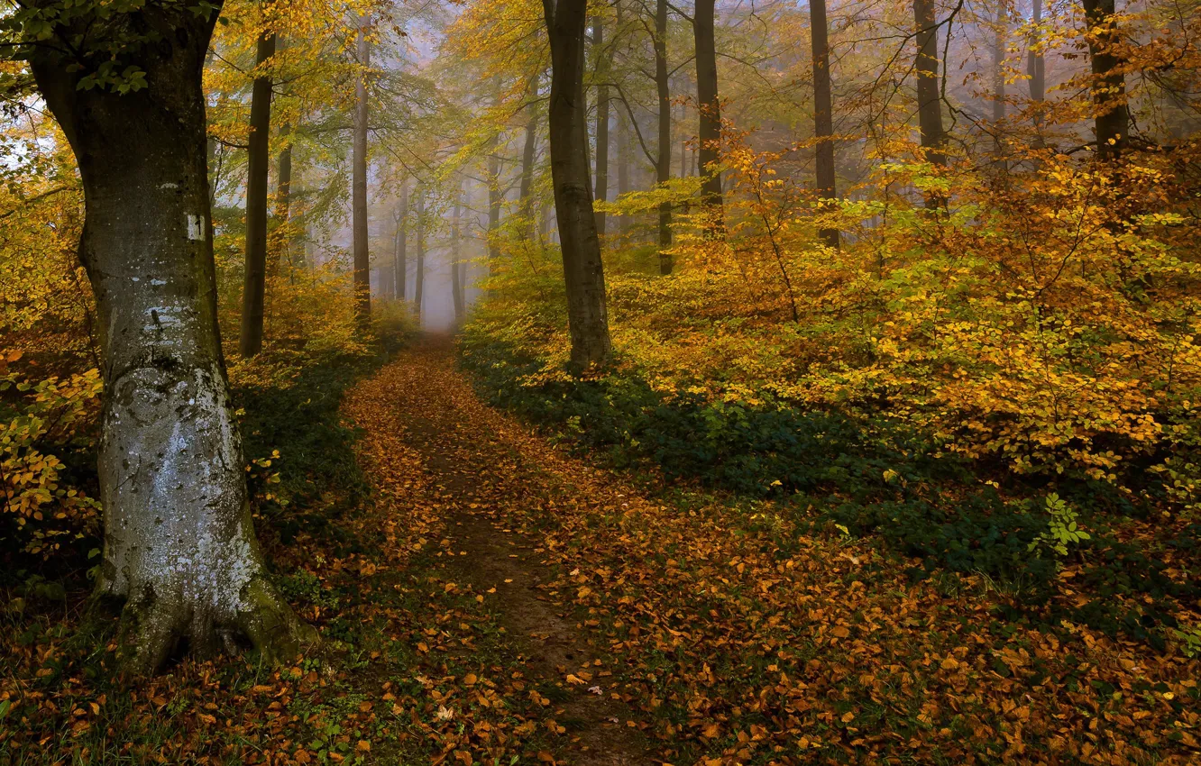 Photo wallpaper road, autumn, forest