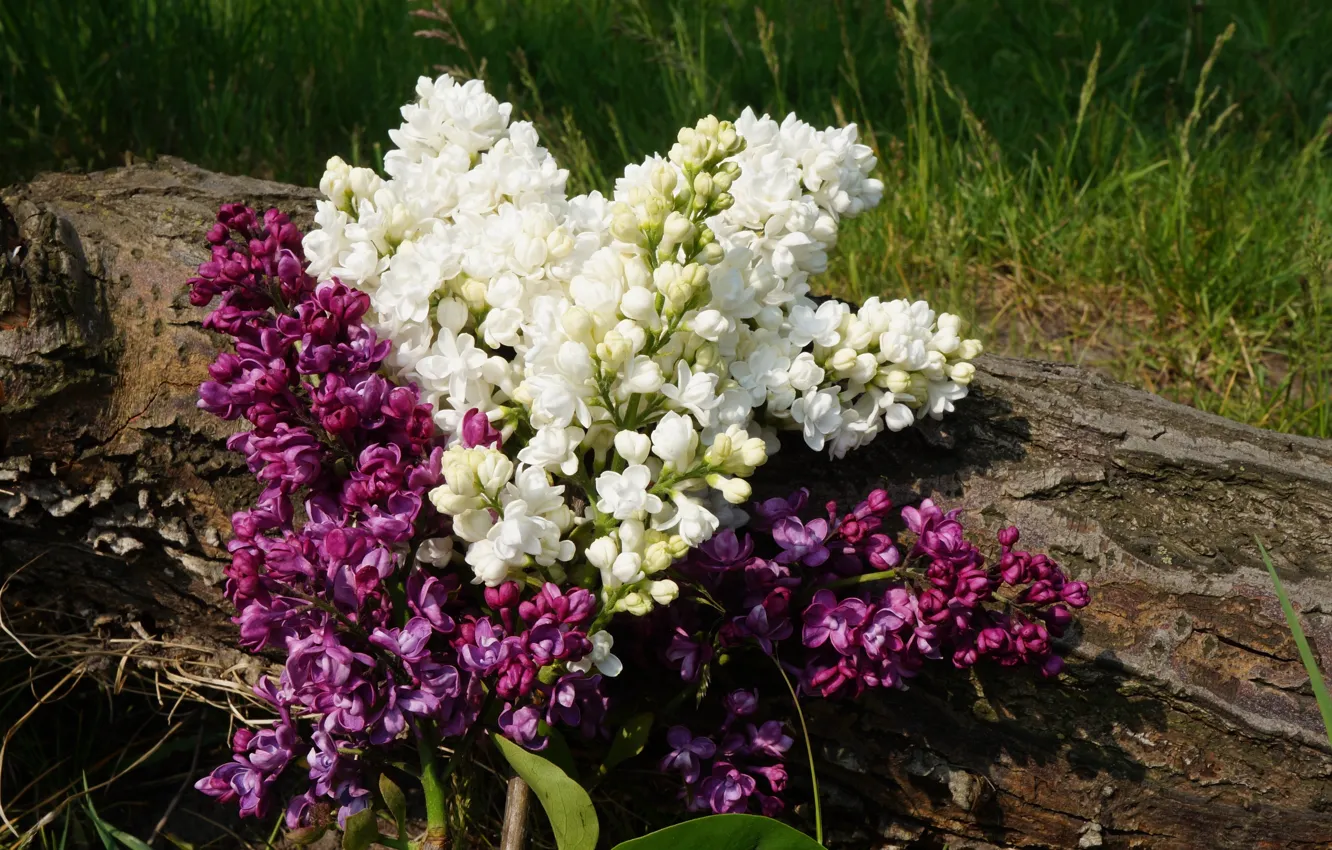 Photo wallpaper flower, spring, lilac, blooming