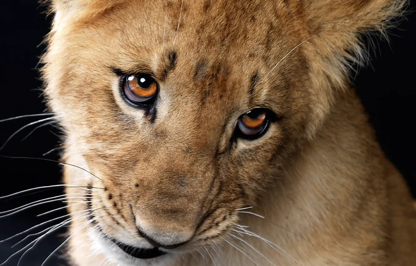 Photo wallpaper mustache, look, lion