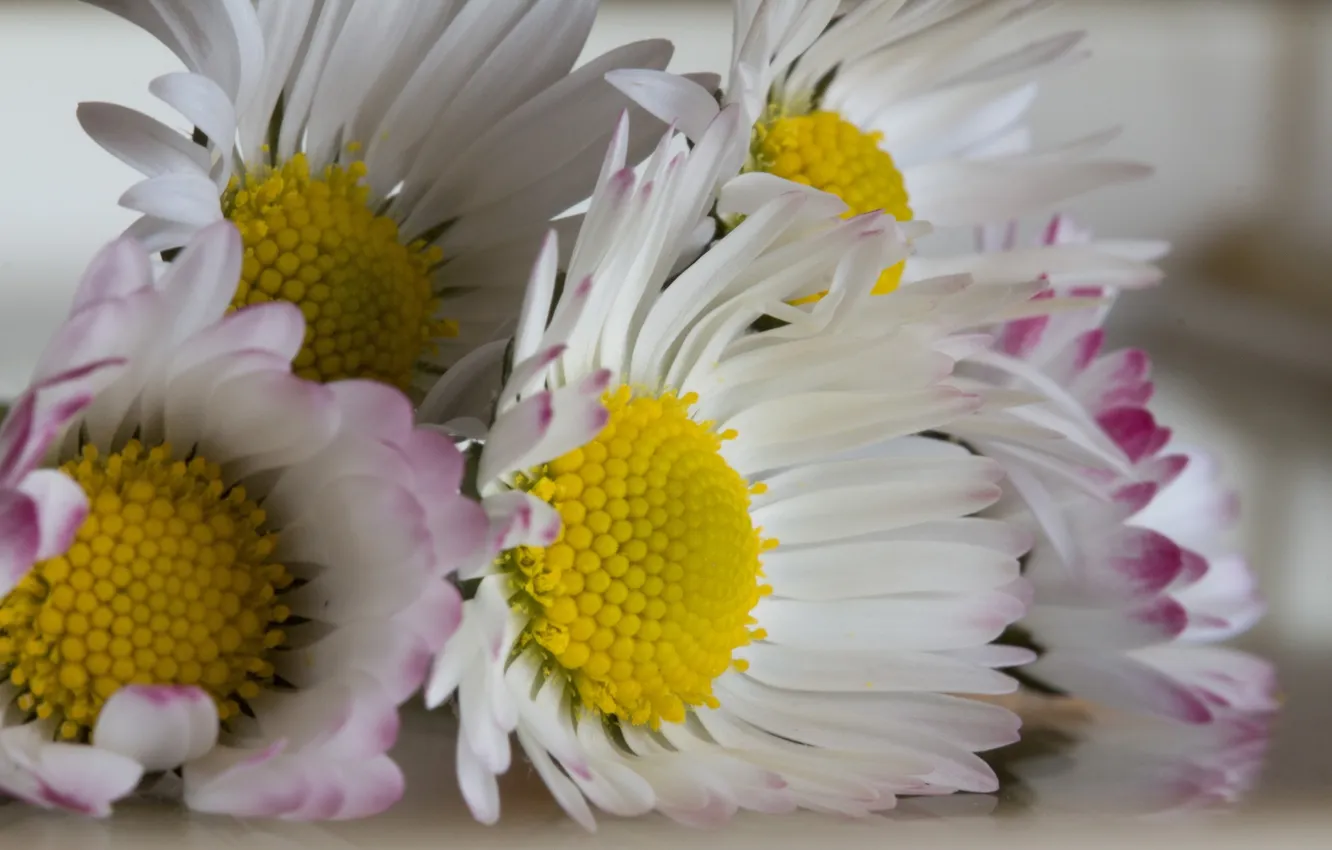 Photo wallpaper flowers, petals, Daisy