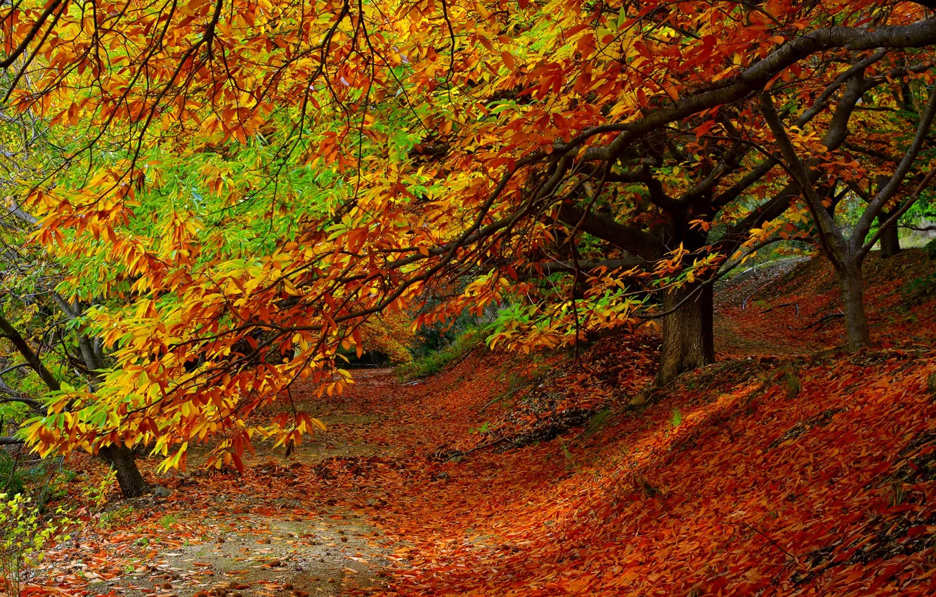 Photo wallpaper road, autumn, forest, leaves, trees, nature, Park, colors