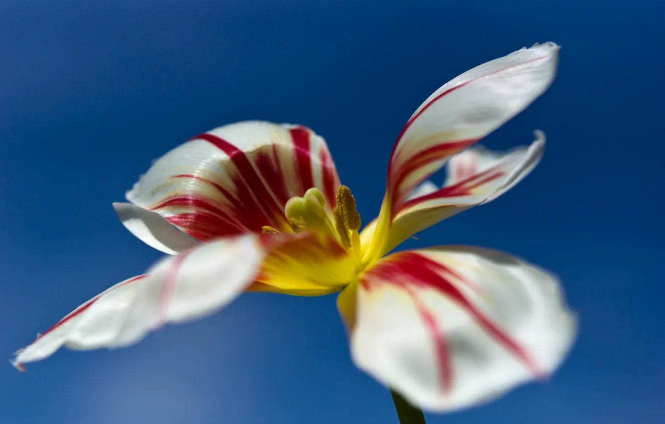 Photo wallpaper flower, the sky, Tulip, petals