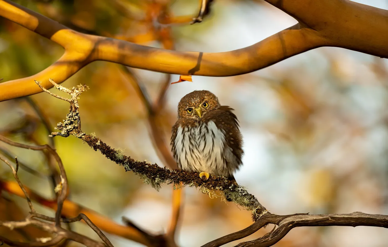 Photo wallpaper nature, bird, Northern Pygmy Owl