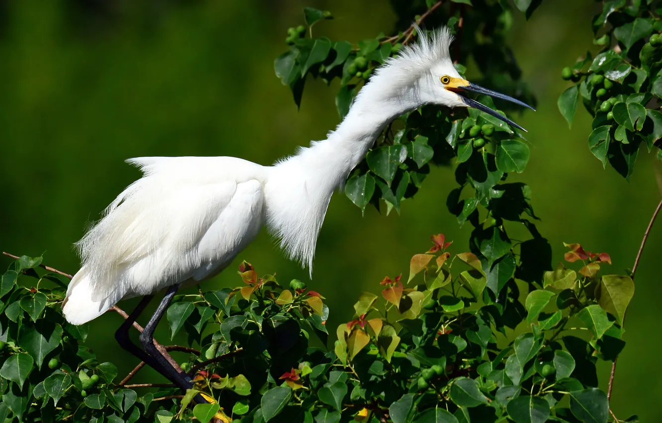 Photo wallpaper white, trees, bird, foliage, fruit, green background, Heron, Wallpaper from lolita777