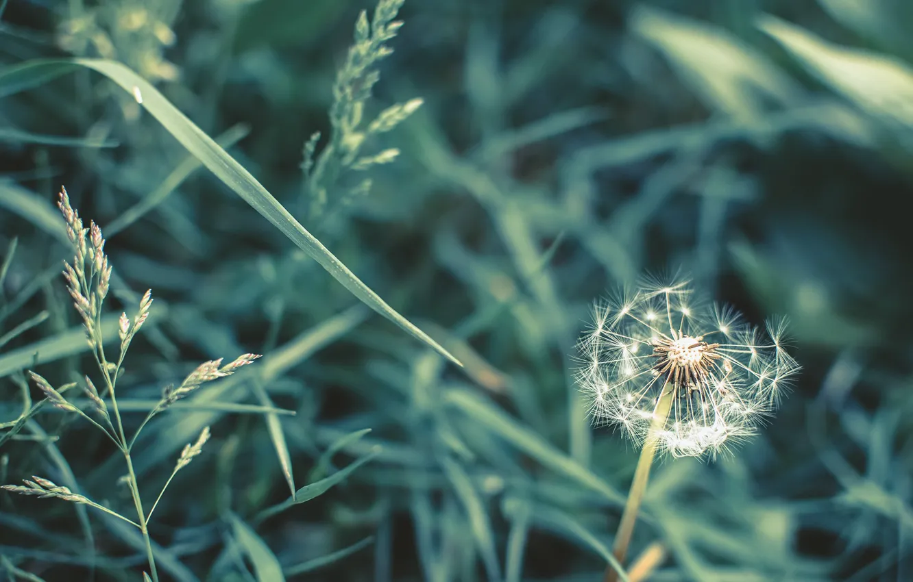 Photo wallpaper summer, nature, dandelion