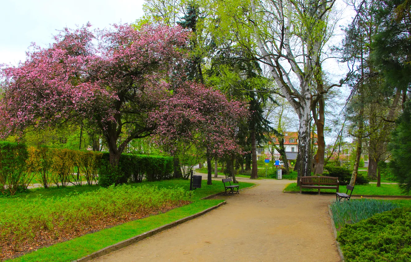 Photo wallpaper Place, park, tree, spring, alley