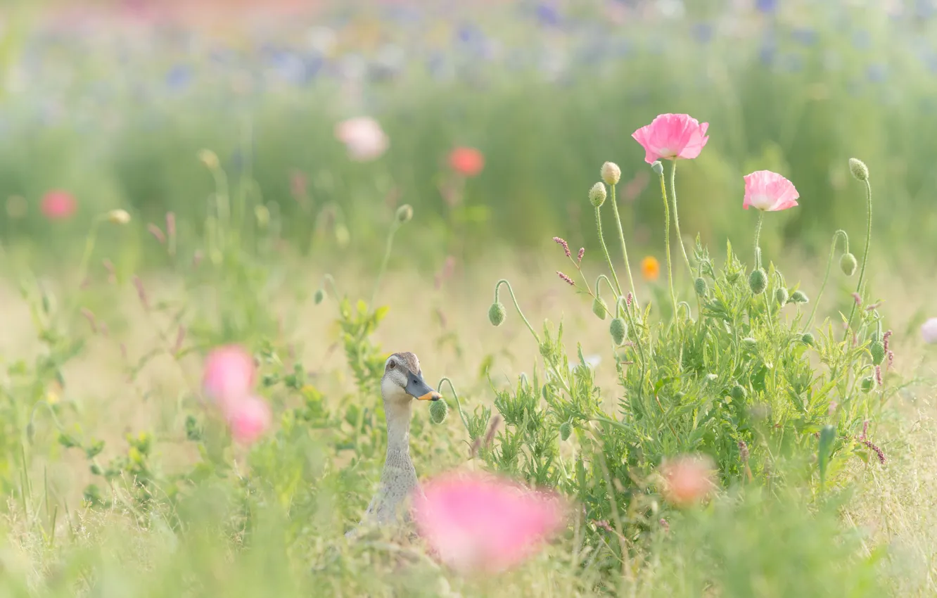 Photo wallpaper field, grass, flowers, Maki, duck, pink