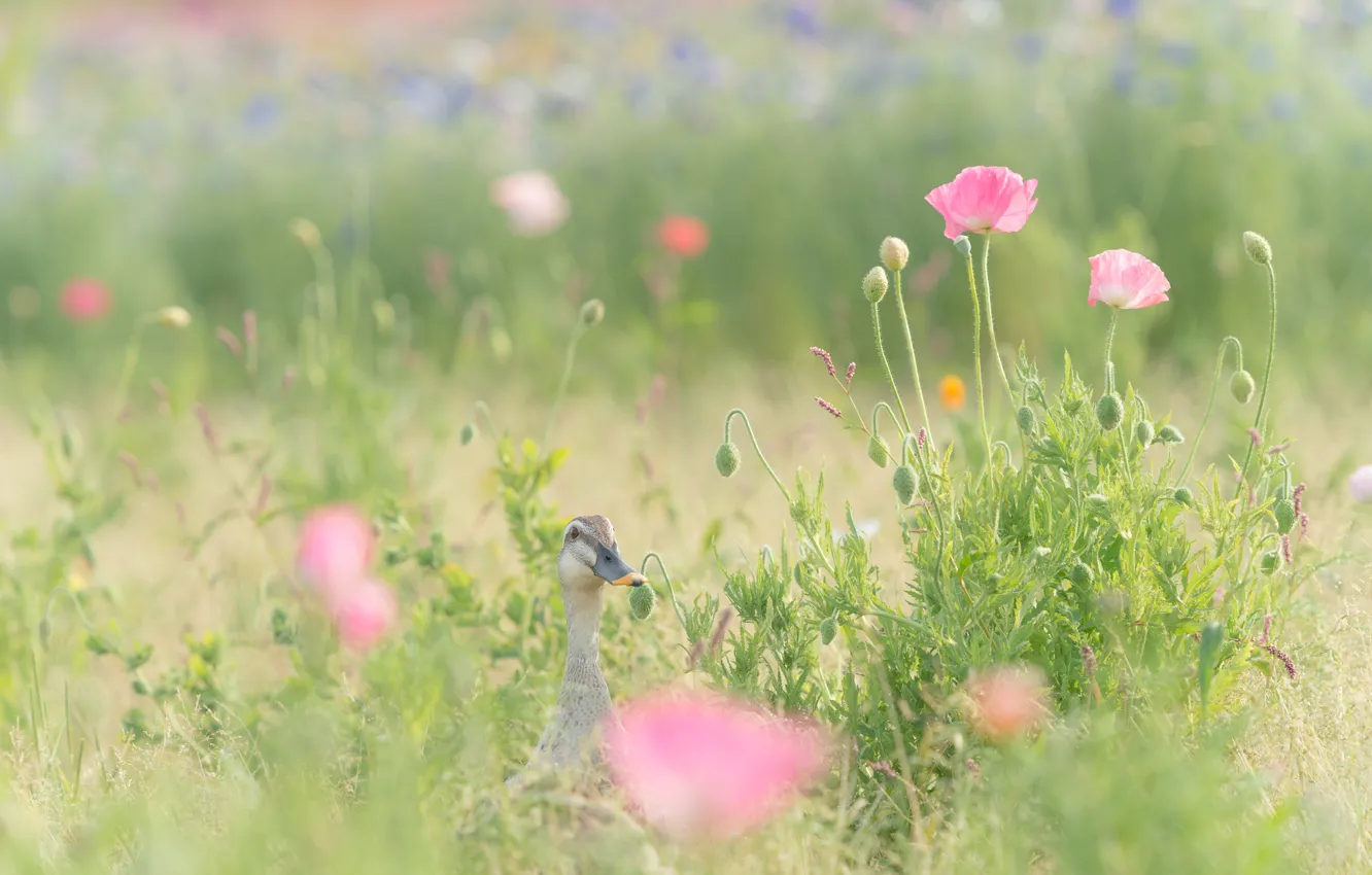 Photo wallpaper field, grass, flowers, Maki, pink, duck