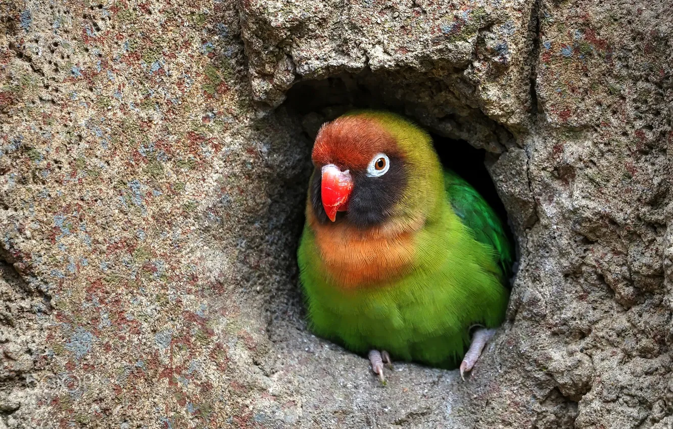 Photo wallpaper stones, wall, bird, shelter, parrot, socket, lovebird, St.