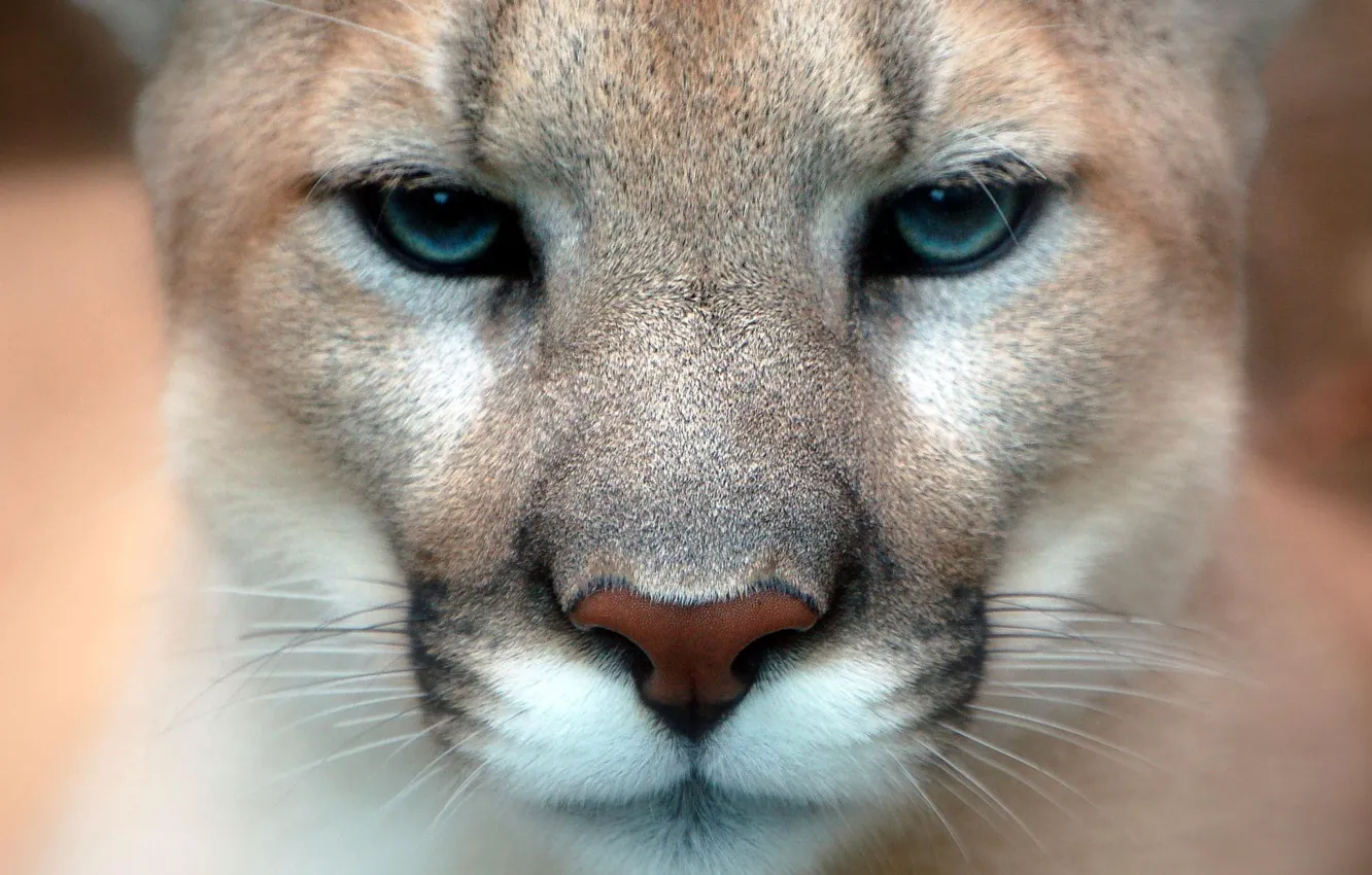 Photo wallpaper face, Puma, blurry