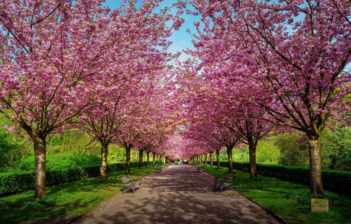 Photo wallpaper road, Park, garden, Sakura