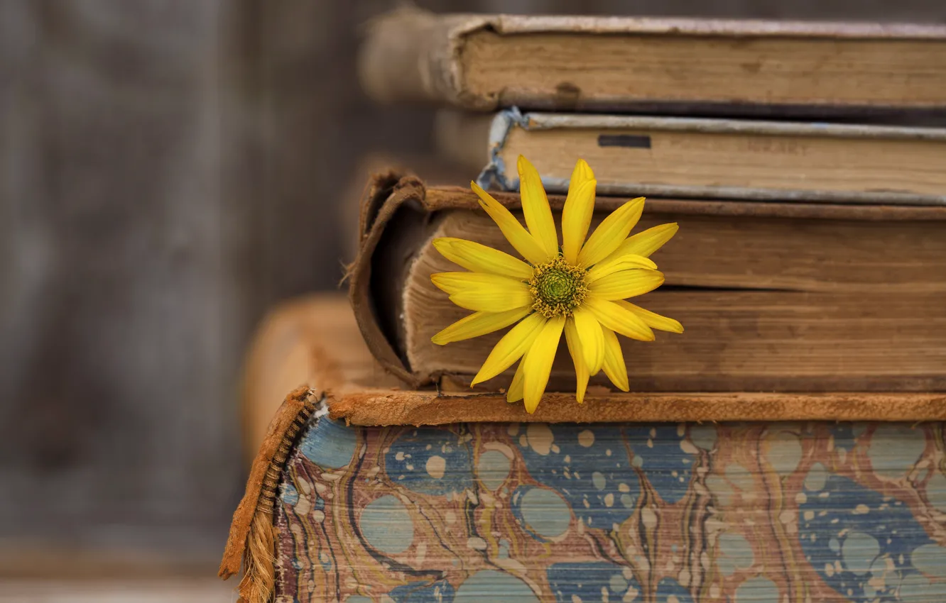 Photo wallpaper flower, background, books