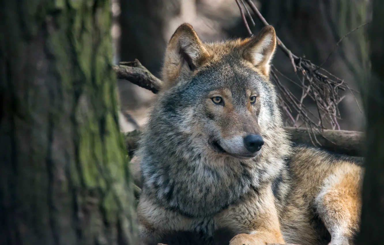 Photo wallpaper wolf, portrait, predator, the orderly forest
