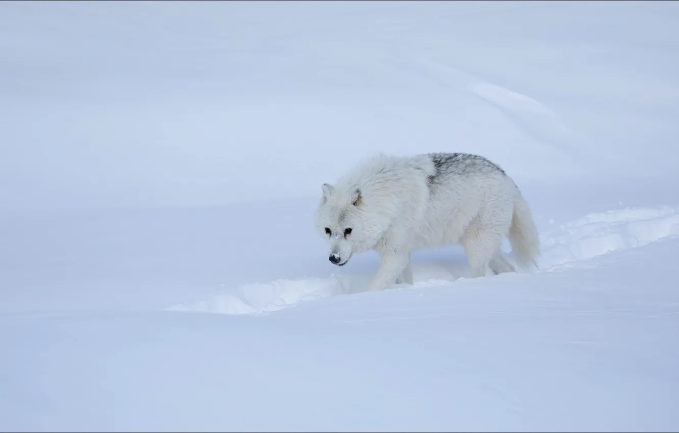 Photo wallpaper winter, snow, wolf, step
