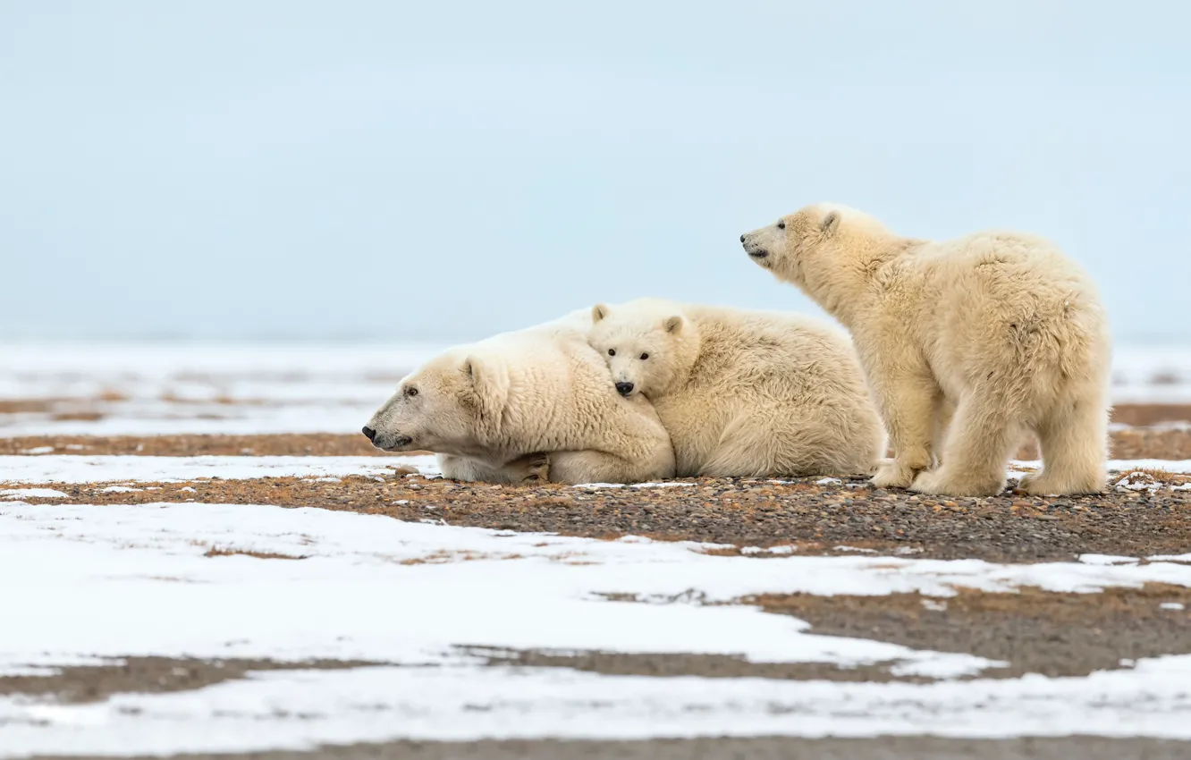 Photo wallpaper winter, white, snow, nature, pose, stay, bear, three