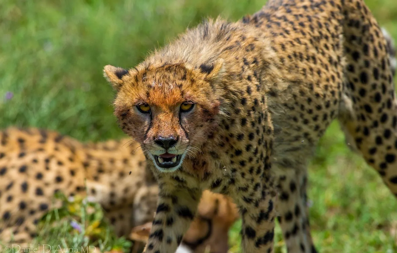 Photo wallpaper face, anger, Cheetah, fangs, wild cat, the threat