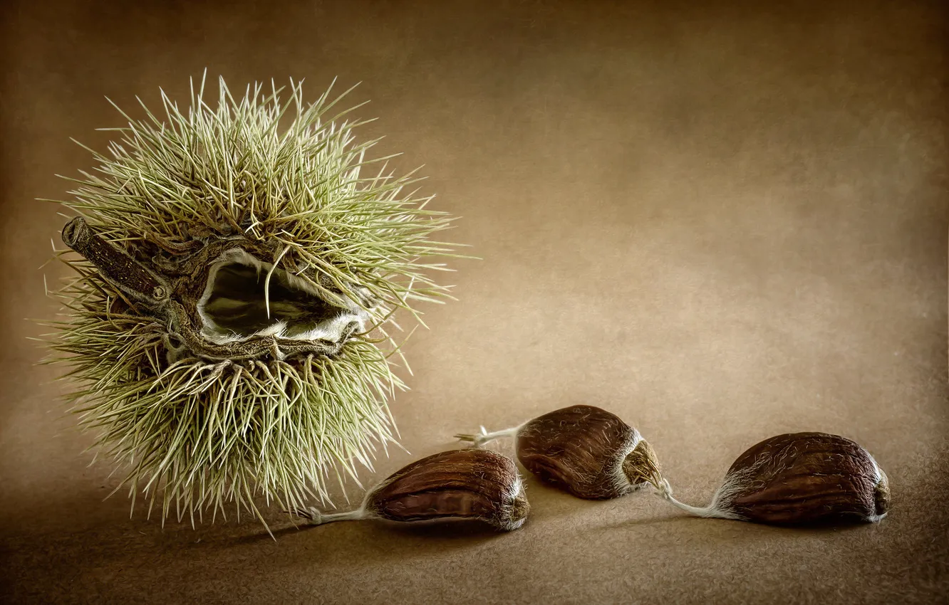 Photo wallpaper background, fruit, chestnuts