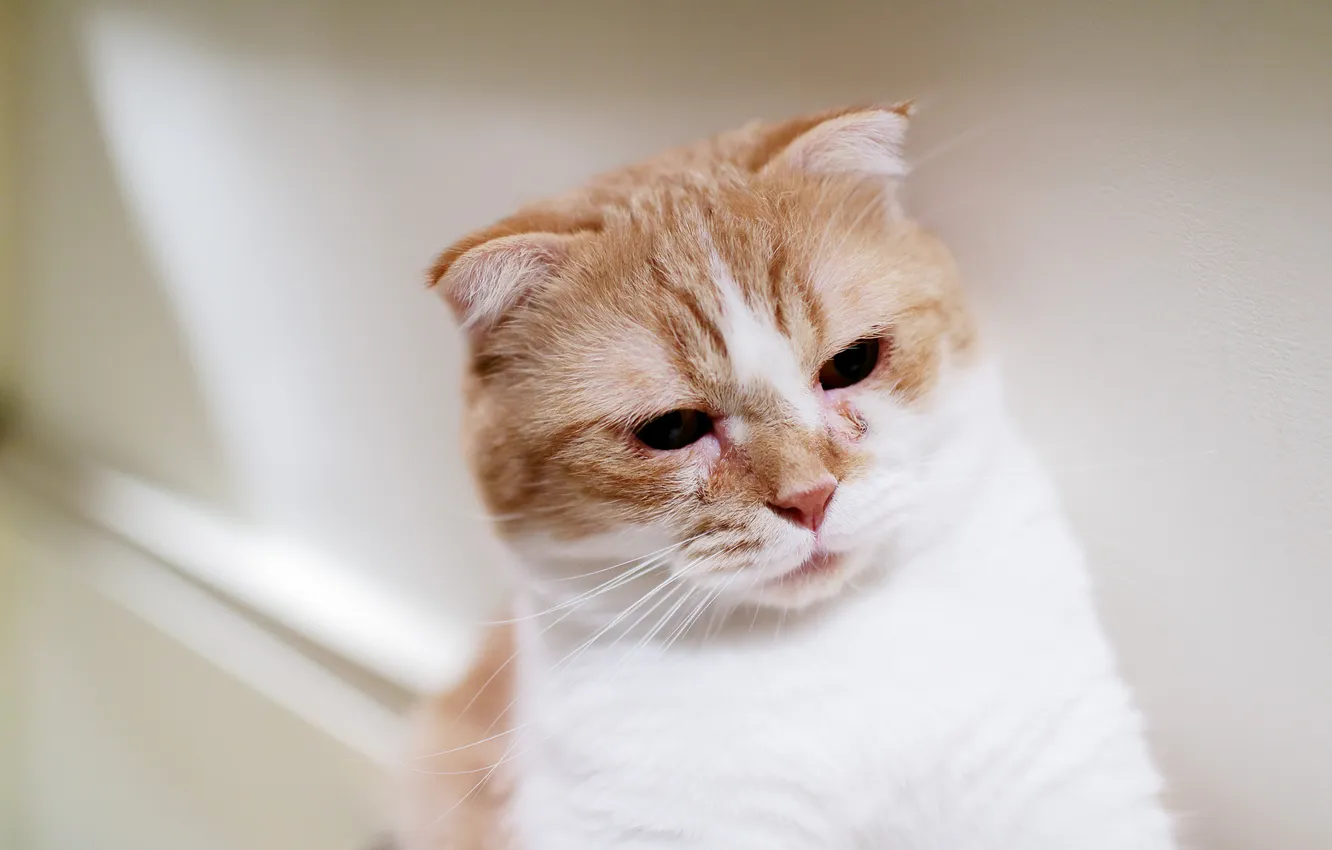 Photo wallpaper cat, cat, look, cat, fold