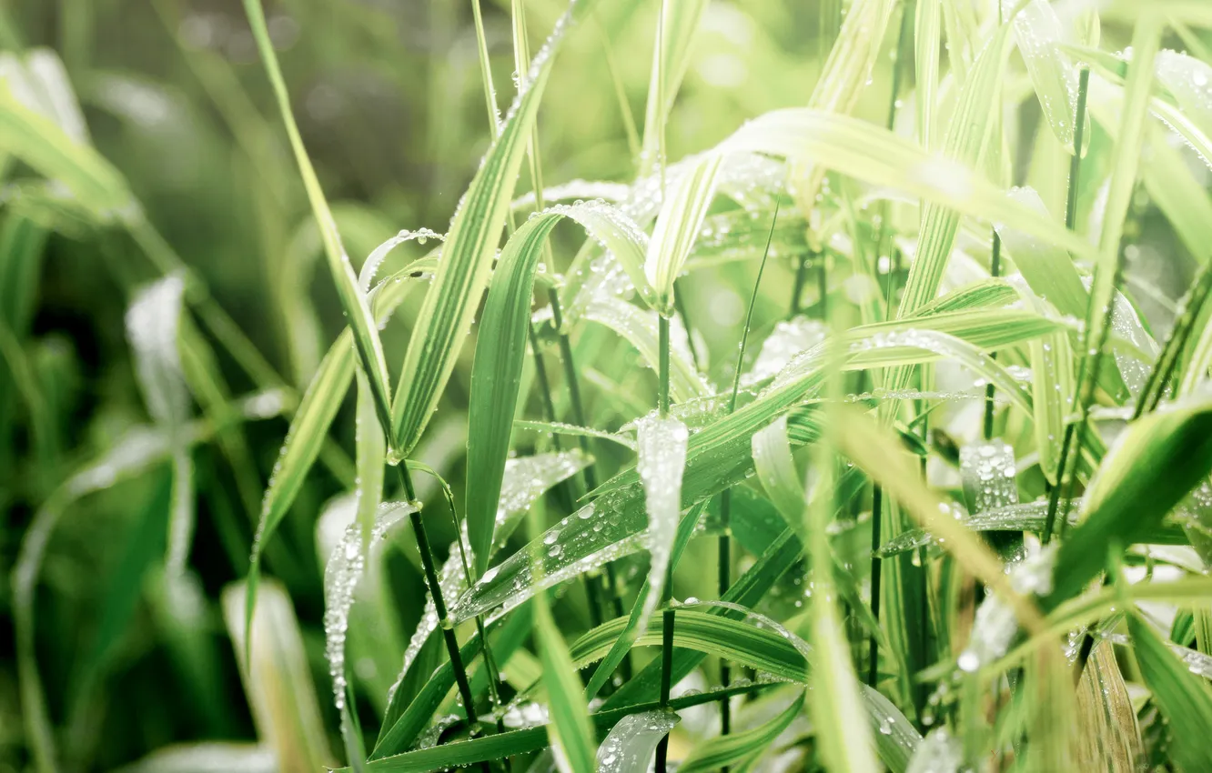 Photo wallpaper drops, macro, Rosa