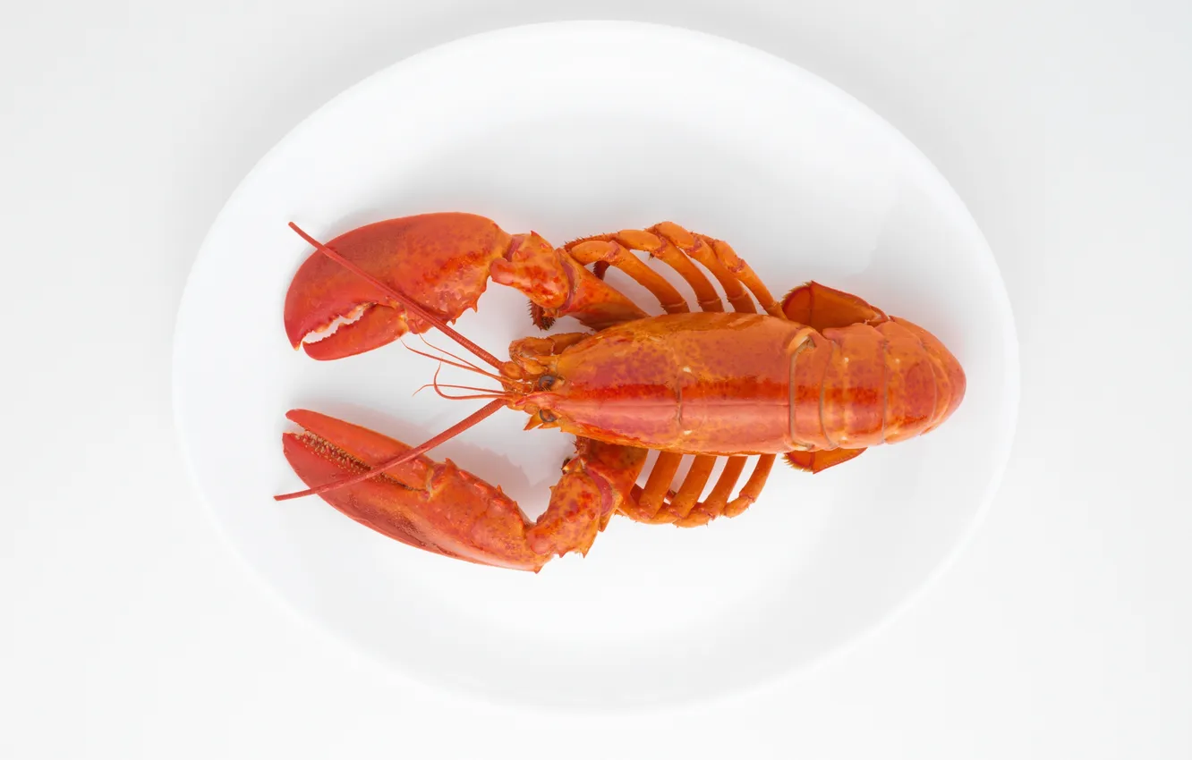 Photo wallpaper table, plate, Omar, Lobster