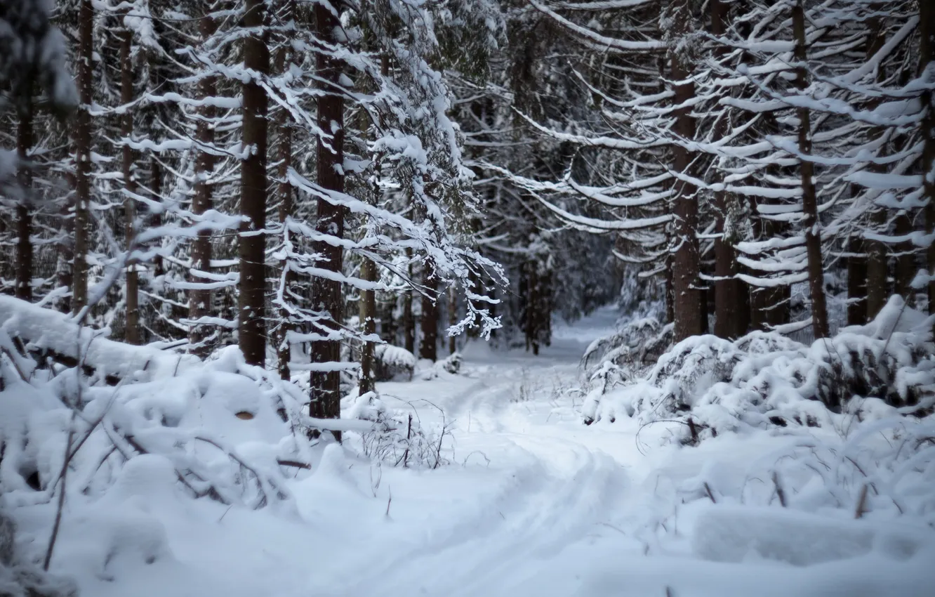 Photo wallpaper forest, snow, Winter, path