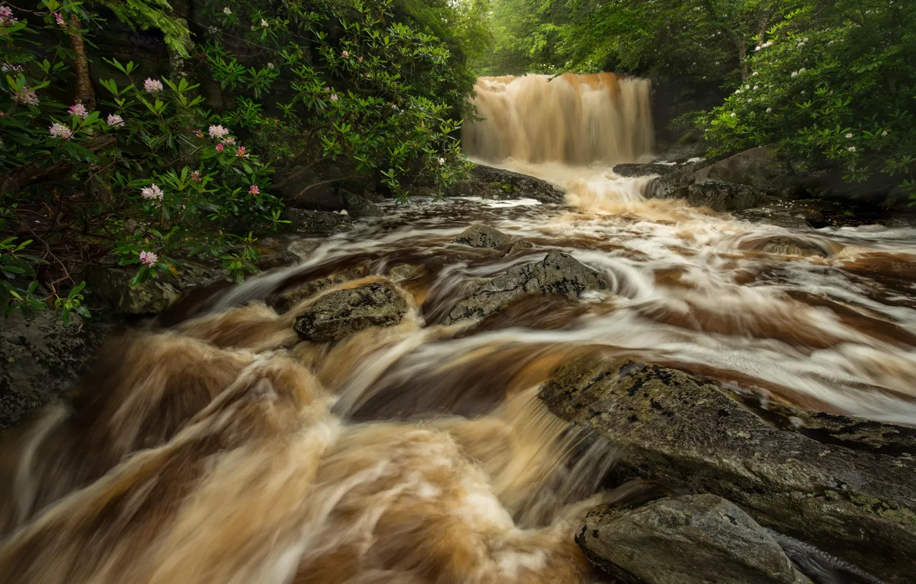 Photo wallpaper forest, river, stones, waterfall, stream, the bushes, West Virginia, rhododendrons