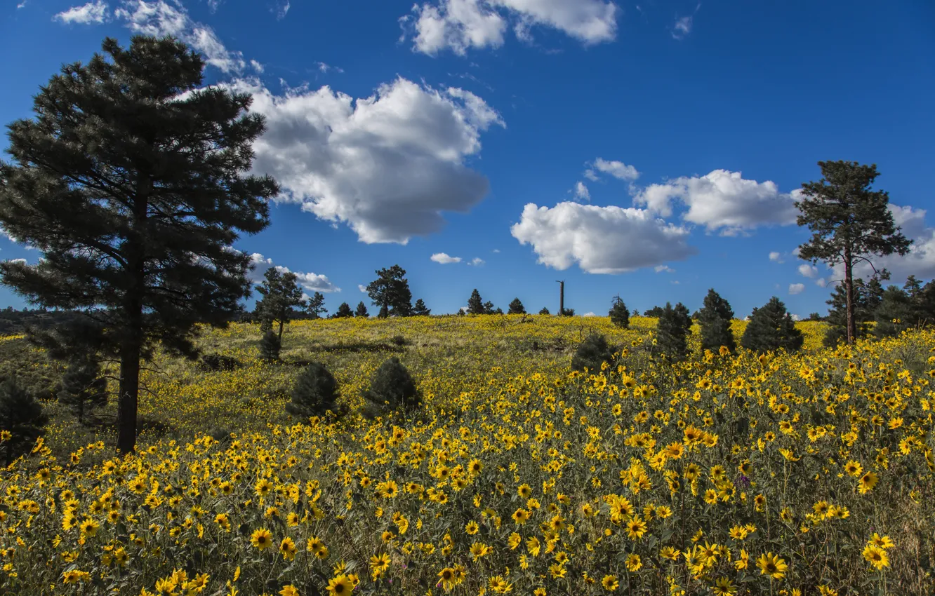 Photo wallpaper clouds, trees, flowers, meadow, AZ, pine, Arizona, Coconino National Forest
