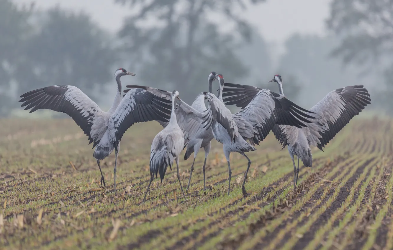 Photo wallpaper field, birds, fog, countryside, wildlife, mist, winds, farmland